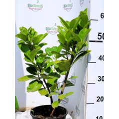 Babérmeggy Prunus laurocerasus Rotundifolia 3l