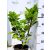 Babérmeggy Prunus laurocerasus Rotundifolia 3l