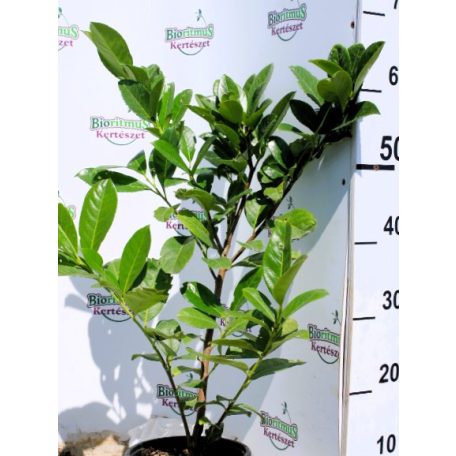 Greenpeace babérmeggy Prunus laurocerasus Greenpeace