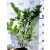 Greenpeace babérmeggy Prunus laurocerasus Greenpeace
