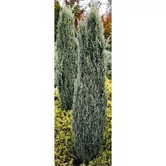 Juniperus communis Suecica Nana K2