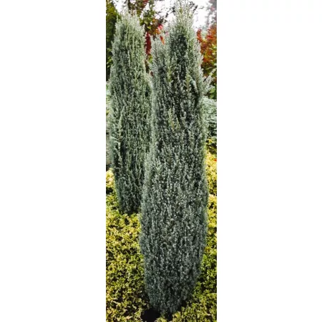 Juniperus communis Suecica Nana K2
