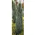 Juniperus communis Suecica Nana K2
