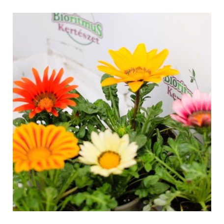 Záporvirág Gazania in varieties P 10,5