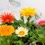 Záporvirág Gazania in varieties P 10,5