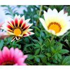 Záporvirág Gazania in varieties P 10,5