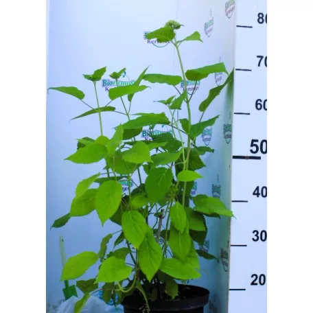 Cserjés hortenzia Hydrangea arb. Annabelle P23