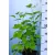 Cserjés hortenzia Hydrangea arb. Annabelle P23