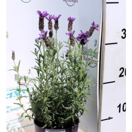 Francia levendula Lavendula st. Anouk Collection P12