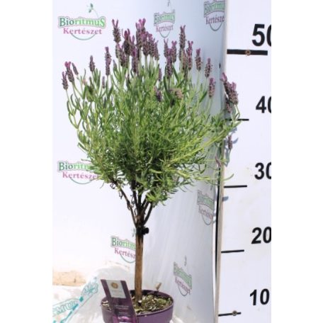 Francia levendula törzses Lavendula st. Anouk Collection P12 15/std