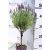 Francia levendula törzses Lavendula st. Anouk Collection P12 15/std