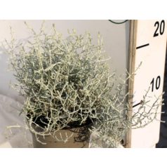 Párnacserje Calocephalus brownii 10 cm