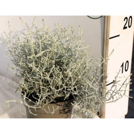 Párnacserje Calocephalus brownii 10 cm