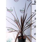 Bunkóliliom (Déli bunkóliliom vagy Ausztrál liliom) Cordyline australis 'Red Star' 12 cm