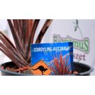 Bunkóliliom (Déli bunkóliliom vagy Ausztrál liliom) Cordyline australis 'Red Star' 12 cm