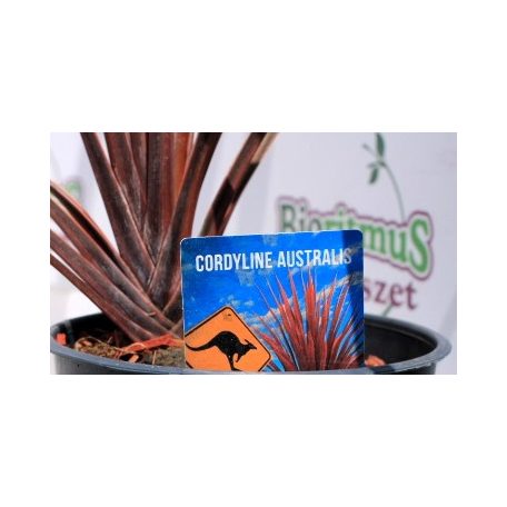 Bunkóliliom (Déli bunkóliliom vagy Ausztrál liliom) Cordyline australis 'Red Star' 12 cm