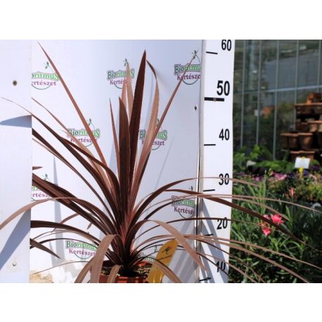 Bunkóliliom (Déli bunkóliliom vagy Ausztrál liliom) Cordyline australis 'Red Star' 17 cm