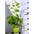 Aranyos cserszömörce Cotinus coggygria Golden Spirit PP19