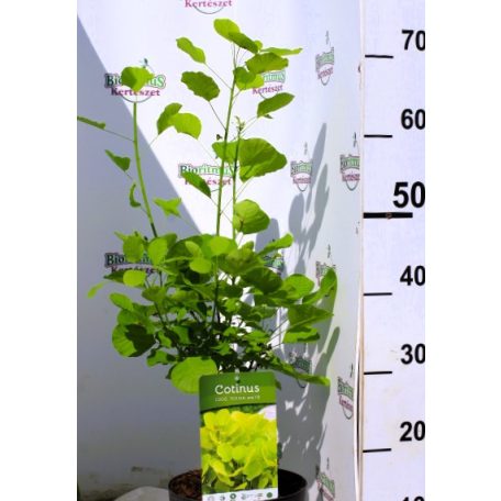 Aranyos cserszömörce Cotinus coggygria Golden Spirit PP19
