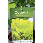 Aranyos cserszömörce Cotinus coggygria Golden Spirit PP19
