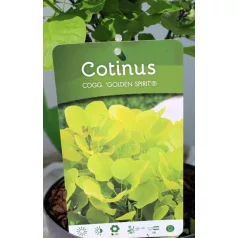 Aranyos cserszömörce Cotinus coggygria Golden Spirit PP19