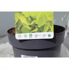 Aranyos cserszömörce Cotinus coggygria Golden Spirit PP19