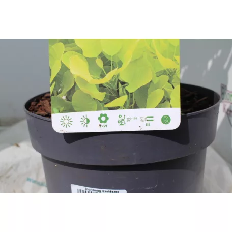Aranyos cserszömörce Cotinus coggygria Golden Spirit PP19