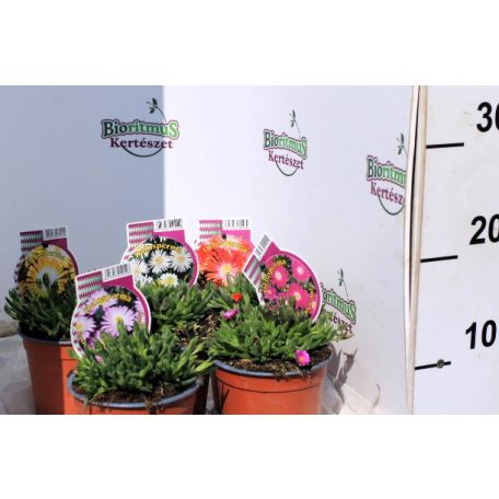 Delosperma Jewel of Desert in varieties