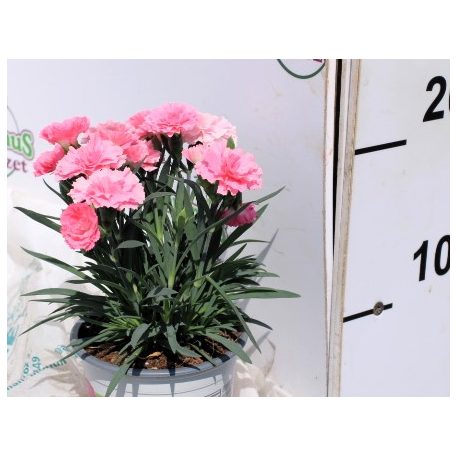 Balkon szegfű évelő Dianthus caryophyllus I love you P10,5