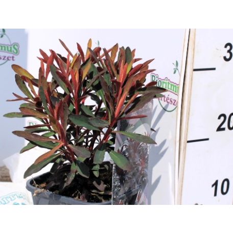 Színes kutyatej Euphorbia Miner's Merlot P17