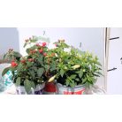 Fukszia mix Fuchsia Bella trailing in varieties shel