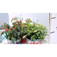 Fukszia mix Fuchsia Bella trailing in varieties shel