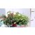 Fukszia mix Fuchsia Bella trailing in varieties shel