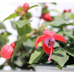 Fukszia mix Fuchsia Bella trailing in varieties shel