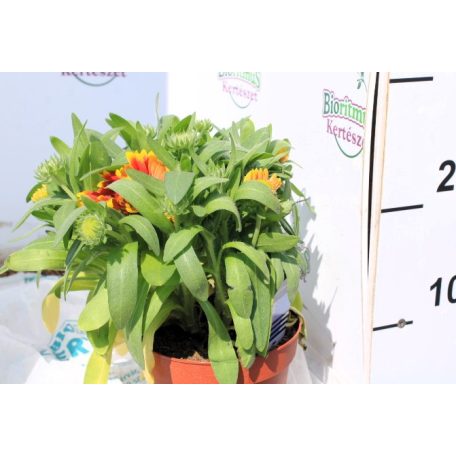 Kokárdavirág Gaillardia aristata P14
