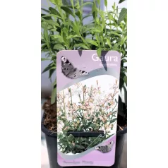 Évelő díszgyertya Gaura Gaudi White P17
