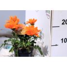 Óriás záporvirág Gazania Giant Deep Orange P12