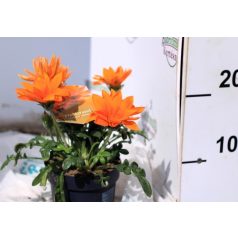 Óriás záporvirág Gazania Giant Deep Orange P12