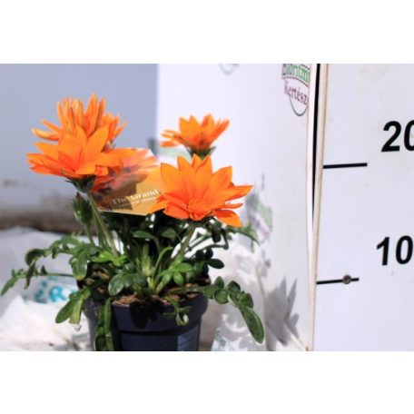 Óriás záporvirág Gazania Giant Deep Orange P12