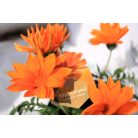 Óriás záporvirág Gazania Giant Deep Orange P12