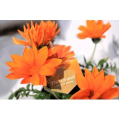 Óriás záporvirág Gazania Giant Deep Orange P12