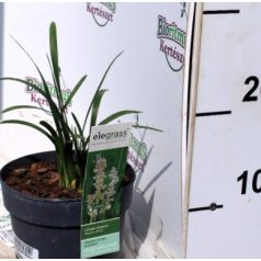   Hóferhér virágú gyöngyikés gyepliliom Liriope muscari Monroe White P14
