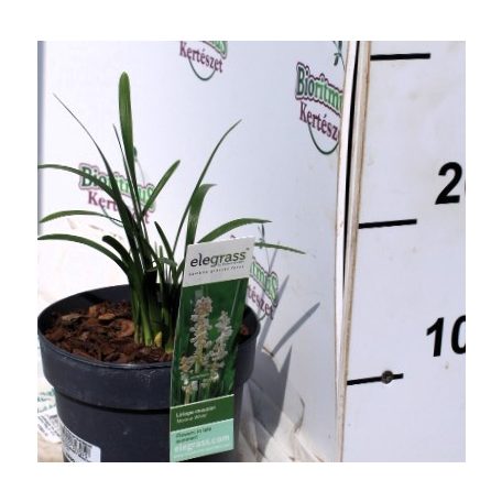 Hóferhér virágú gyöngyikés gyepliliom Liriope muscari Monroe White P14