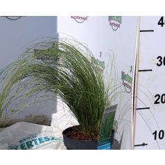 Ezüstös levelű sás Carex comans Frosted Curls P14