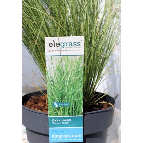Ezüstös levelű sás Carex comans Frosted Curls P14