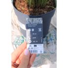 Ezüstös levelű sás Carex comans Frosted Curls P14