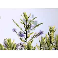   Örökzöld veronikacserje vagy Örökzöld hanga Hebe Sparkling Sapphires P17