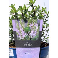   Örökzöld veronikacserje vagy Örökzöld hanga Hebe Bronze Glow P17