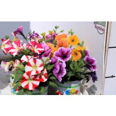 Petúnia Petunia Spec and Sky family P10,5