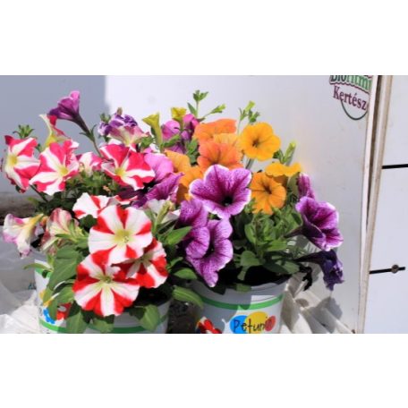 Petúnia Petunia Spec and Sky family P10,5
